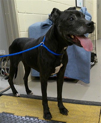 Shelter Stray Female Dog last seen WEST SEMINOLE BLVD, SANFORD (LAKE MONROE), 232 Eslinger Way, Sanford, FL 32773, USA