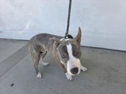 Shelter Stray Female Dog last seen , West Valley Animal Shelter, 20655 Plummer St, Chatsworth, CA 91311, USA