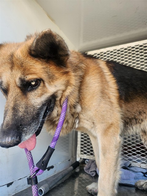 Shelter Stray Male Dog last seen Near BLOCK PEERLESS AVE, BAKERSFIELD CA 93308, 3951 Fruitvale Ave, Bakersfield, CA 93308, USA