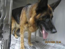 Shelter Stray Female Dog last seen , 1850 W 60th St, Los Angeles, CA 90047, USA