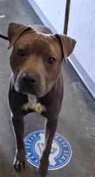 Shelter Stray Male Dog last seen , 1850 W 60th St, Los Angeles, CA 90047, USA