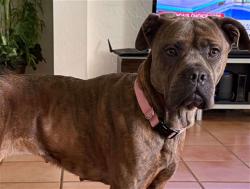Shelter Stray Female Dog last seen BRIMMING LAKE RD MINNEOLA 34715, 12280 County Rd 448, Tavares, FL 32778, USA