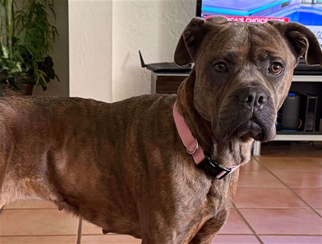 Shelter Stray Female Dog last seen BRIMMING LAKE RD MINNEOLA 34715, 12280 County Rd 448, Tavares, FL 32778, USA