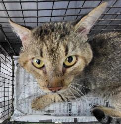 Shelter Stray Male Cat last seen MEADOW BREEZE & MEADOW KNOLL, 4710 TX-151, San Antonio, TX 78227, USA