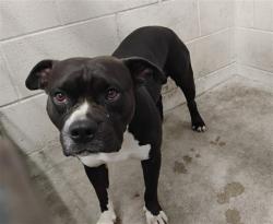 Shelter Stray Male Dog last seen HIGHLAND AVE X DAVIDSON, 333 Chandler Pl, San Bernardino, CA 92408, USA