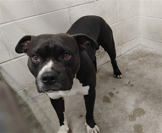 Shelter Stray Male Dog last seen HIGHLAND AVE X DAVIDSON, 333 Chandler Pl, San Bernardino, CA 92408, USA
