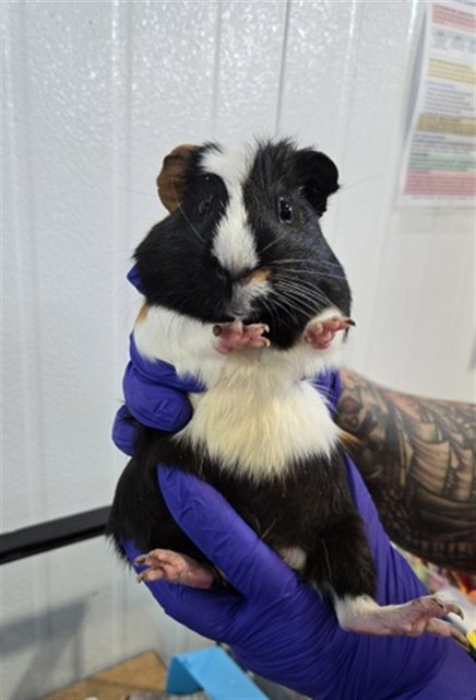 Shelter Stray Male Other last seen TARGET ORANGE SHOW, 333 Chandler Pl, San Bernardino, CA 92408, USA