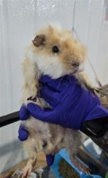 Shelter Stray Male Other last seen TARGET ORANGE SHOW, 333 Chandler Pl, San Bernardino, CA 92408, USA