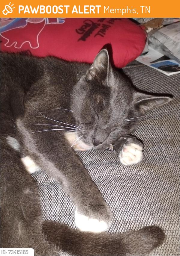 Found/Stray Unknown Cat last seen Normandy Ln / Normandy Av, Memphis, TN 38117