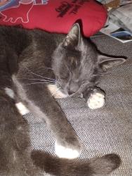 Found/Stray Unknown Cat last seen Normandy Ln / Normandy Av, Memphis, TN 38117