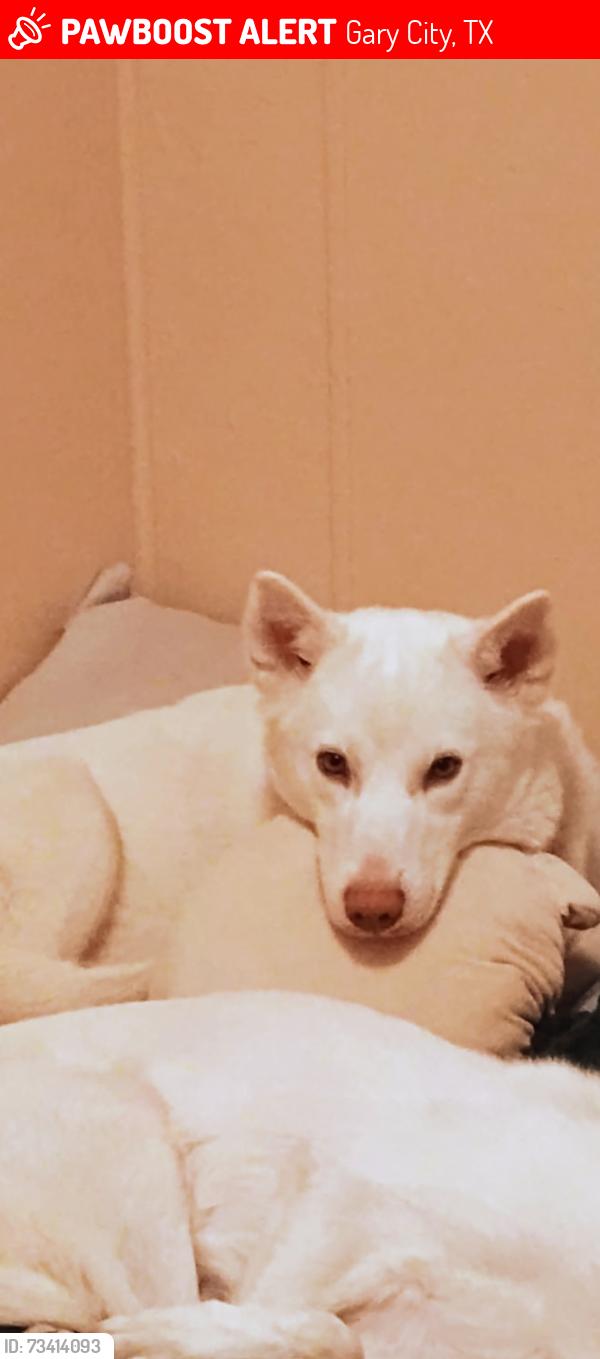 Lost Male Dog last seen Near cr 180 gary texas, Gary City, TX 75643