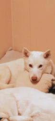 Lost Male Dog last seen Near cr 180 gary texas, Gary City, TX 75643