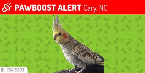 Lost Unknown Bird last seen HMART/Hihouse Rd, Cary, NC 27511