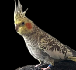 Lost Unknown Bird last seen HMART/Hihouse Rd, Cary, NC 27511