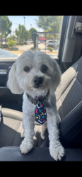 Lost Male Dog last seen 517E. 220th st., Carson, CA 90745