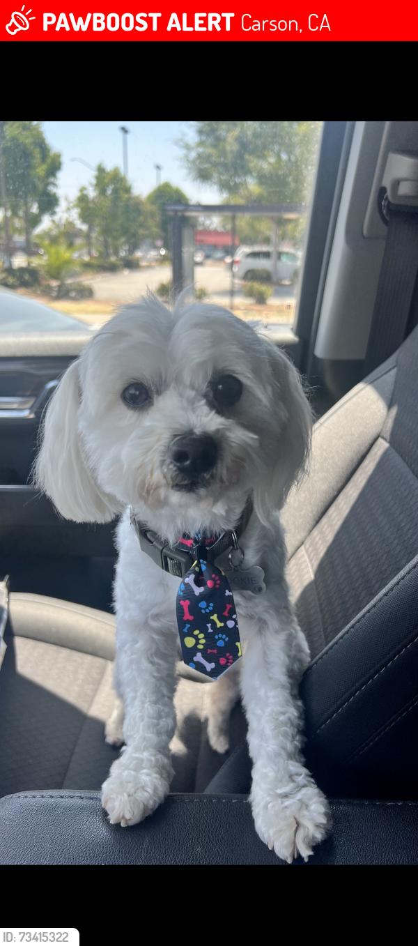 Lost Male Dog last seen 517E. 220th st., Carson, CA 90745