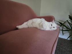 Reunited Female Cat last seen 15th St Pl SE/ Good Samaritan hosp area, Puyallup, WA 98372