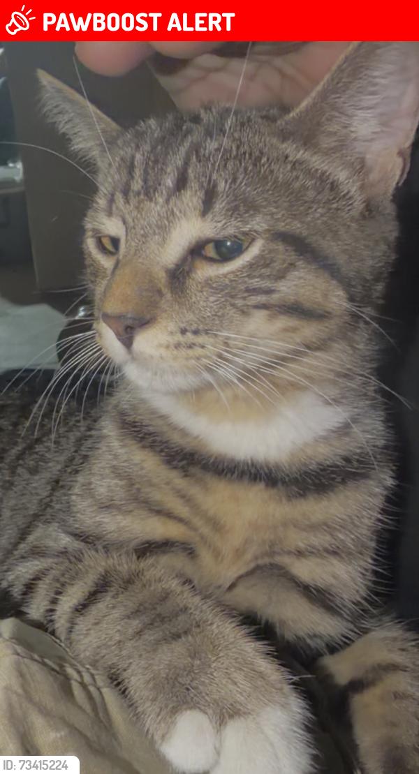 Lost Male Cat last seen Calle Barcelona, Rowland Heights, CA 91748
