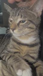 Lost Male Cat last seen Calle Barcelona, Rowland Heights, CA 91748
