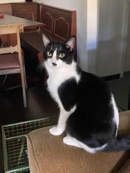 Reunited Female Cat last seen Pomona st and Alta st Lincoln Heights (Near Lincoln High school), Los Angeles, CA 90031
