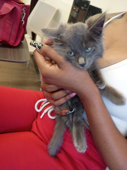 Shelter Stray Male Cat last seen Near Northside Pkwy, Atlanta, GA, 1251 Fulton Industrial Blvd NW, Atlanta, GA 30336, USA