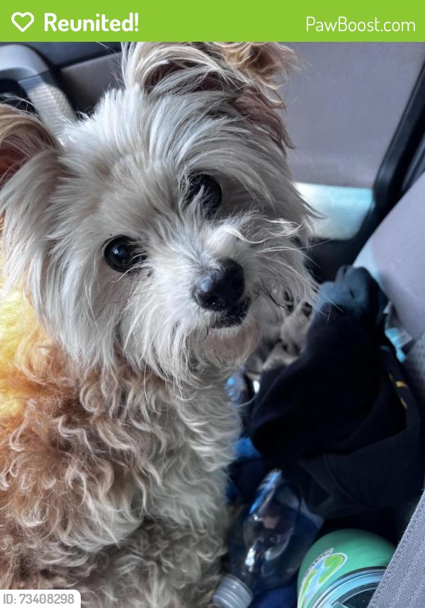 Reunited Male Dog last seen N. Coney Ave and N Roxburgh Ave, Covina, CA 91722