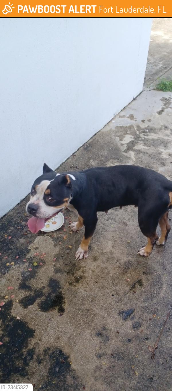 Found/Stray Female Dog last seen Griffin rd, Fort Lauderdale, FL 33312