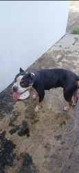 Found/Stray Female Dog last seen Griffin rd, Fort Lauderdale, FL 33312
