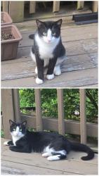 Found/Stray Male Cat last seen Near the corner of Bellflower and Nix, Fayetteville, NC 28314