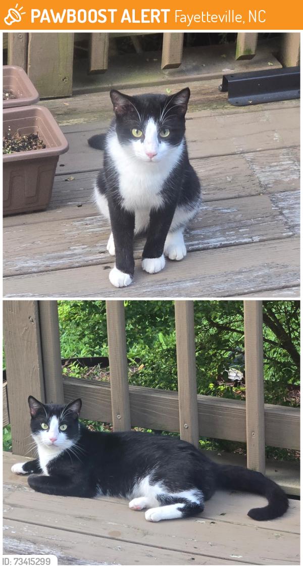 Found/Stray Male Cat last seen Near the corner of Bellflower and Nix, Fayetteville, NC 28314
