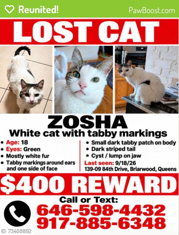 Reunited Female Cat last seen Manton st, Queens, NY 11435