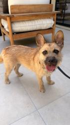 Found/Stray Female Dog last seen Escalon and Mulholland, Los Angeles, CA 91436