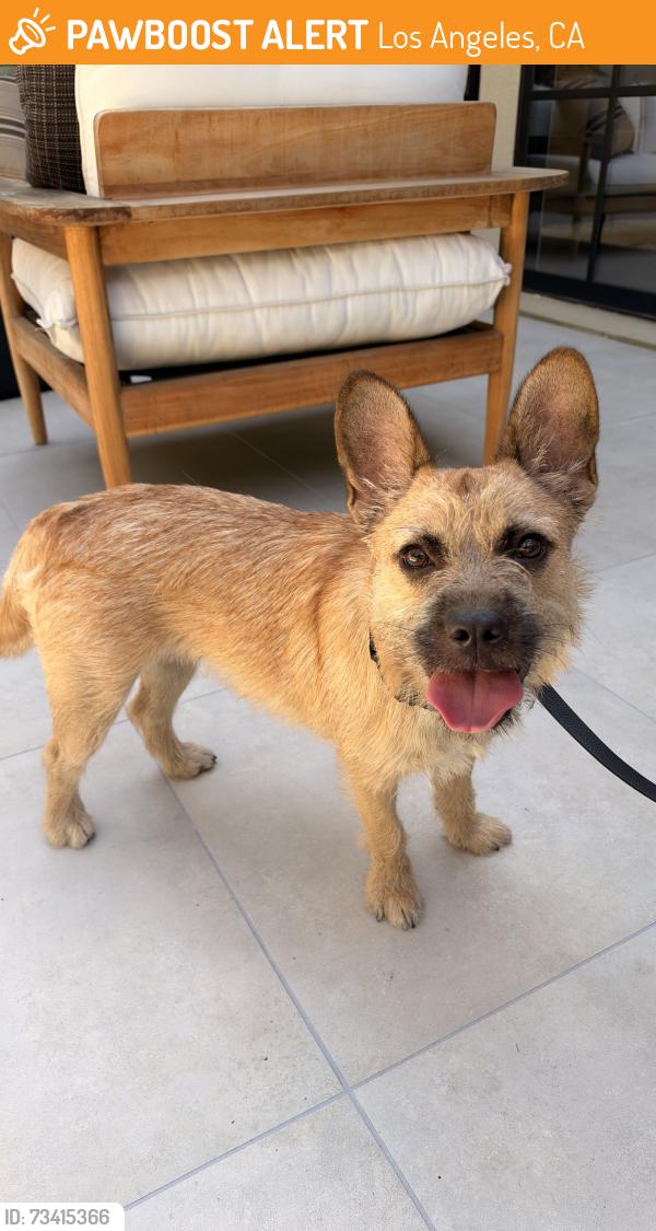 Found/Stray Female Dog last seen Escalon and Mulholland, Los Angeles, CA 91436