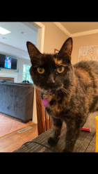 Lost Female Cat last seen Hill-N-Dale and Southview, Lexington, KY 40503