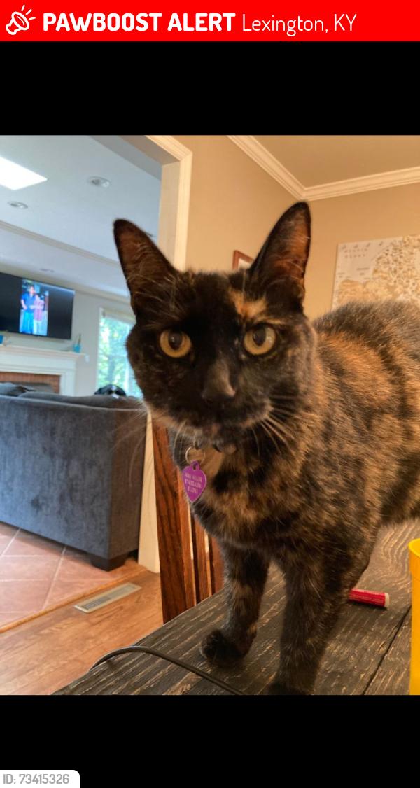 Lost Female Cat last seen Hill-N-Dale and Southview, Lexington, KY 40503