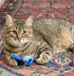 Lost Female Cat last seen Near Bellevue apmts, Nashville, TN 37221