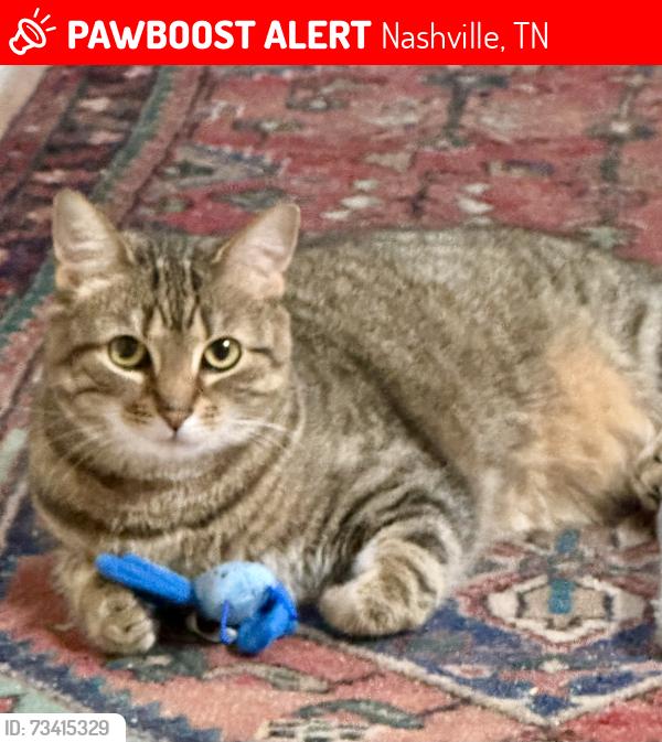 Lost Female Cat last seen Near Bellevue apmts, Nashville, TN 37221