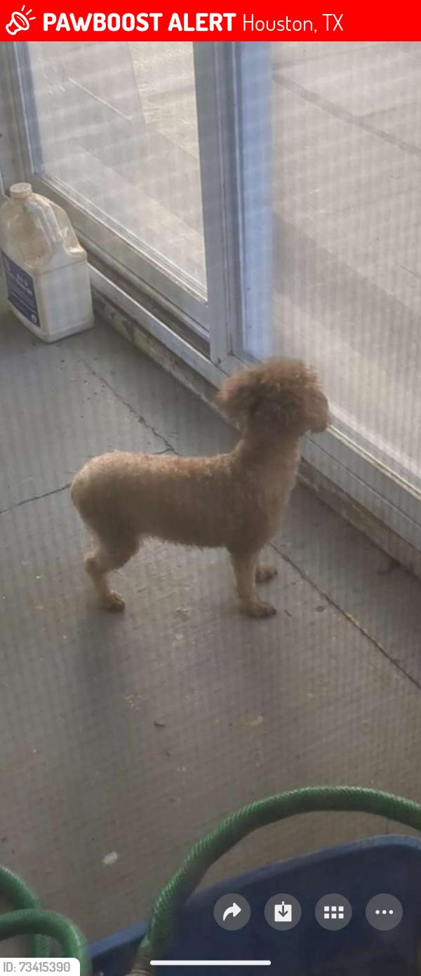Lost Male Dog last seen Bintliff and Leader, Houston, TX 77074
