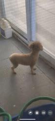 Lost Male Dog last seen Bintliff and Leader, Houston, TX 77074