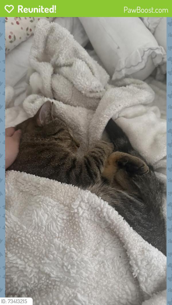 Reunited Male Cat last seen Near Richmond St Joliet IL 60435, Joliet, IL 60435