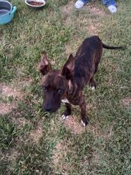 Found/Stray Male Dog last seen Fm 850, Tyler, TX 75707