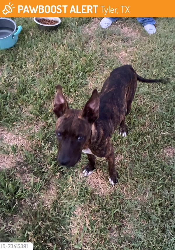 Found/Stray Male Dog last seen Fm 850, Tyler, TX 75707
