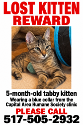 Lost Male Cat last seen A cedar. And east miller, Lansing, MI 48911