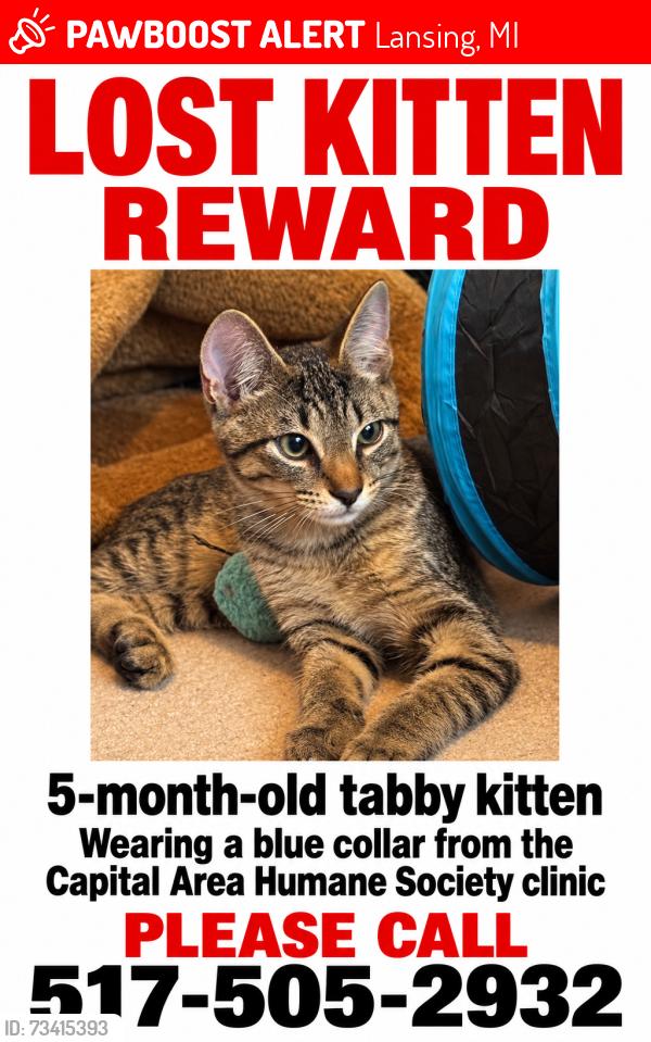 Lost Male Cat last seen A cedar. And east miller, Lansing, MI 48911