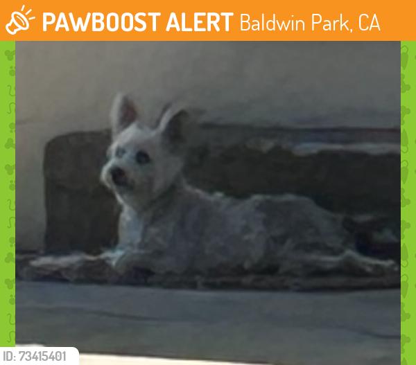 Found/Stray Unknown Dog last seen Pacific, Baldwin Park, CA 91790