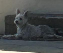 Found/Stray Unknown Dog last seen Pacific, Baldwin Park, CA 91790