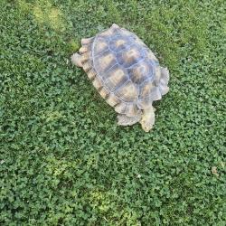 Lost Female Reptile last seen Near 7/11, Montebello, CA 90640