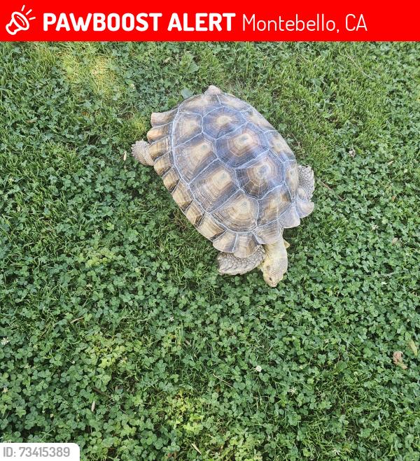 Lost Female Reptile last seen Near 7/11, Montebello, CA 90640