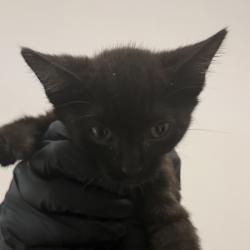 Shelter Stray Female Cat last seen Near Fifth Avenue, San Diego, CA, 92103, 5500 Gaines St, San Diego, CA 92110, USA
