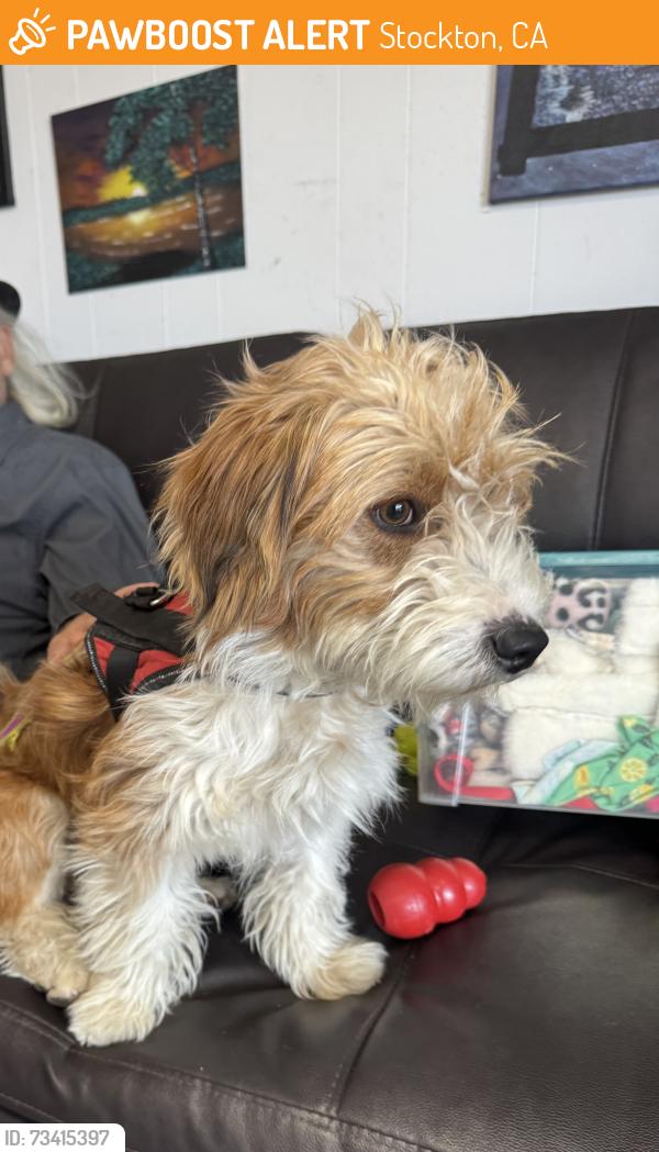 Found/Stray Unknown Dog last seen Off highway 4, Stockton, CA 95203